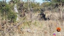 Extremely Quick Leopard Kill - Latest Sightings Pty Ltd