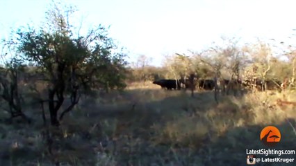 Buffaloes Stop 3 Male Lions From Killing Another Lion | Graphic - Latest Sightings Pty Ltd
