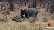Elephant Stabs and Kills Buffalo - Latest Sightings Pty Ltd