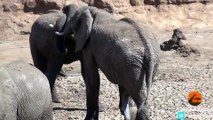 Male Elephants Mounting (Show of Dominance) - Latest Sightings Pty Ltd