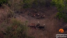 Wild Dogs Attack Spotted Hyenas to Defend Their Kill - Latest Sightings Pty Ltd