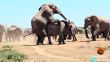 Mating Elephants - Latest Wildlife Sightings - Latest Sightings Pty Ltd