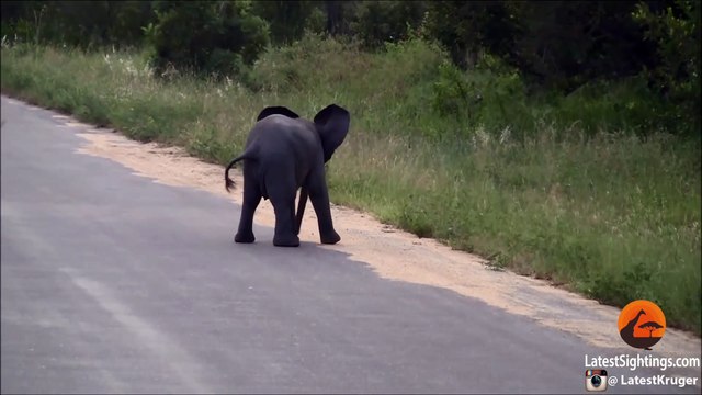 Baby Elephant Calf vs Birds - Latest Wildlife Sightings - Latest Sightings Pty Ltd