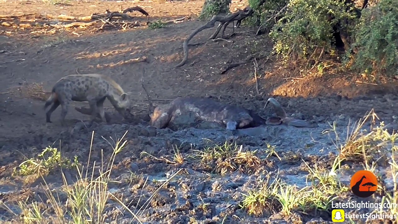 Hyena Finds Buffalo Alive & Stuck in Mud - Graphic - Latest Sightings Pty Ltd