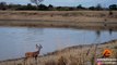 Impala vs Wild Dogs vs Crocodile vs Hippo! - Latest Sightings Pty Ltd