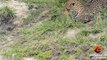 Baby Bird Takes on Hungry Leopard - Latest Wildlife Sightings - Latest Sightings Pty Ltd