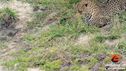 Baby Bird Takes on Hungry Leopard - Latest Wildlife Sightings - Latest Sightings Pty Ltd
