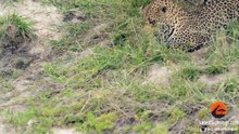 Baby Bird Takes on Hungry Leopard - Latest Wildlife Sightings - Latest Sightings Pty Ltd