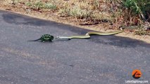 Boomslang Snake Kills a Chameleon Quickly & Swiftly - Latest Sightings Pty Ltd