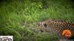 Leopard Stalks and Kills an Abandonded Impala Lamb - Latest Sightings Pty Ltd
