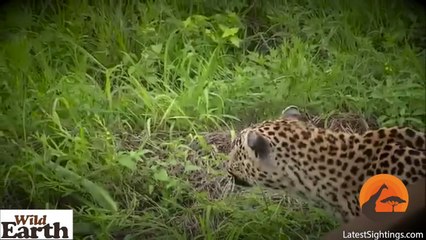 Leopard Stalks and Kills an Abandonded Impala Lamb - Latest Sightings Pty Ltd
