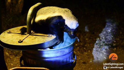 Honey Badger Raids a Rubbish Bin in the Camp - Latest Wildlife Sightings - Latest Sightings Pty Ltd