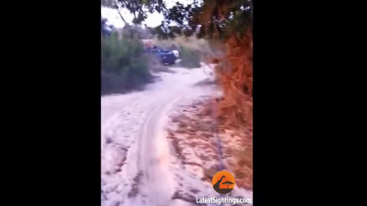 Lions Play Tug of War With Loose Tow-Rope on Vehicle - Latest Sightings Pty Ltd