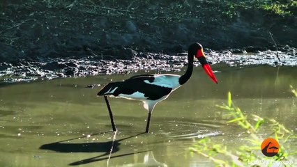 African Fish Eagle Steals a Saddle-Billed Stork's Well Earned Meal - Latest Sightings Pty Ltd