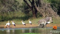 Zebra Escapes the Jaws of 2 Crocodiles - Latest Sightings Pty Ltd
