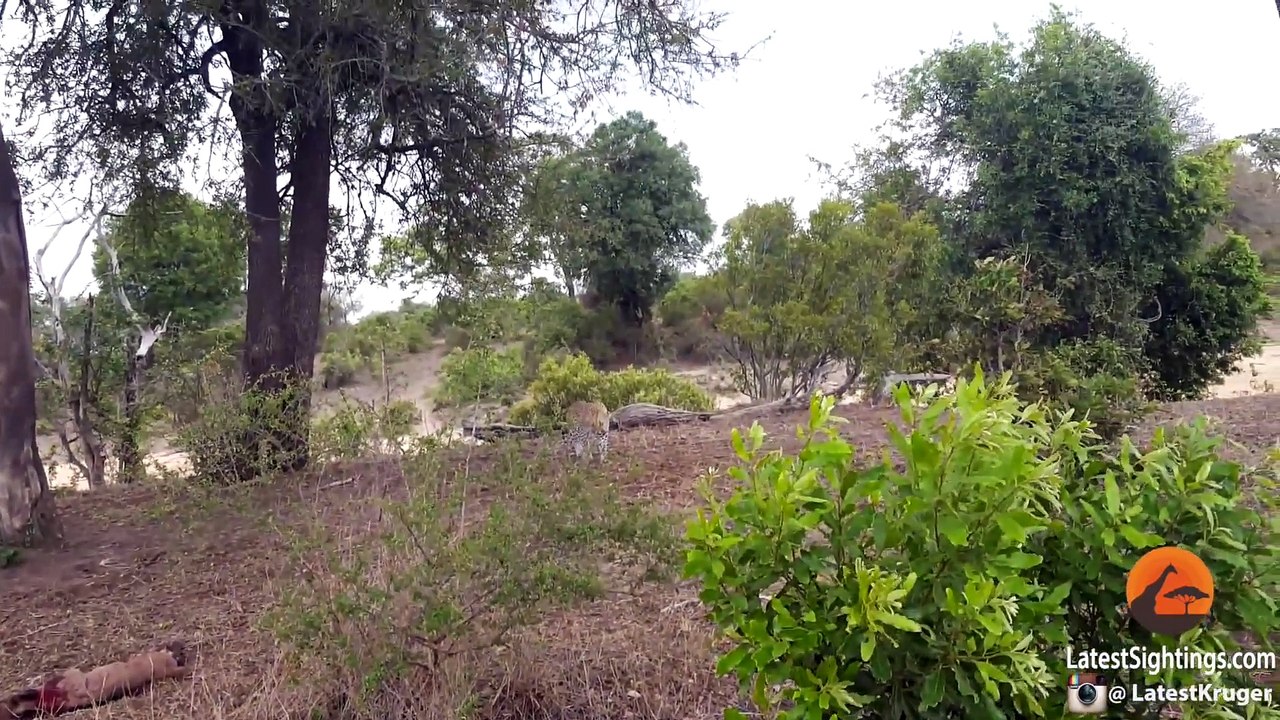 Battle Between Leopard & Wildebeest Mother over Calf | Graphic - Latest Sightings Pty Ltd