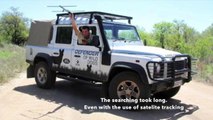 Snared Wild Dog Rescue Mission - Latest Wildlife Sightings - Latest Sightings Pty Ltd