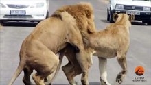 Lions Mating in the Road - Latest Wildlife Sightings - Latest Sightings Pty Ltd