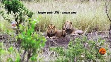 Male Lions Kill Buffalo Mother & Calf - Latest Wildlife Sightings - Latest Sightings Pty Ltd