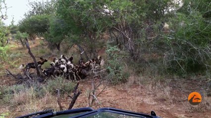Wild Dogs Killing Wildebeest - Latest Wildlife Sightings - Latest Sightings Pty Ltd