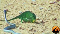 Boomslang Snake vs Chameleon - Latest Wildlife Sightings - Latest Sightings Pty Ltd
