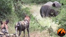 Wild Dogs Versus Black Rhino - Latest Wildlife Sightings - Latest Sightings Pty Ltd