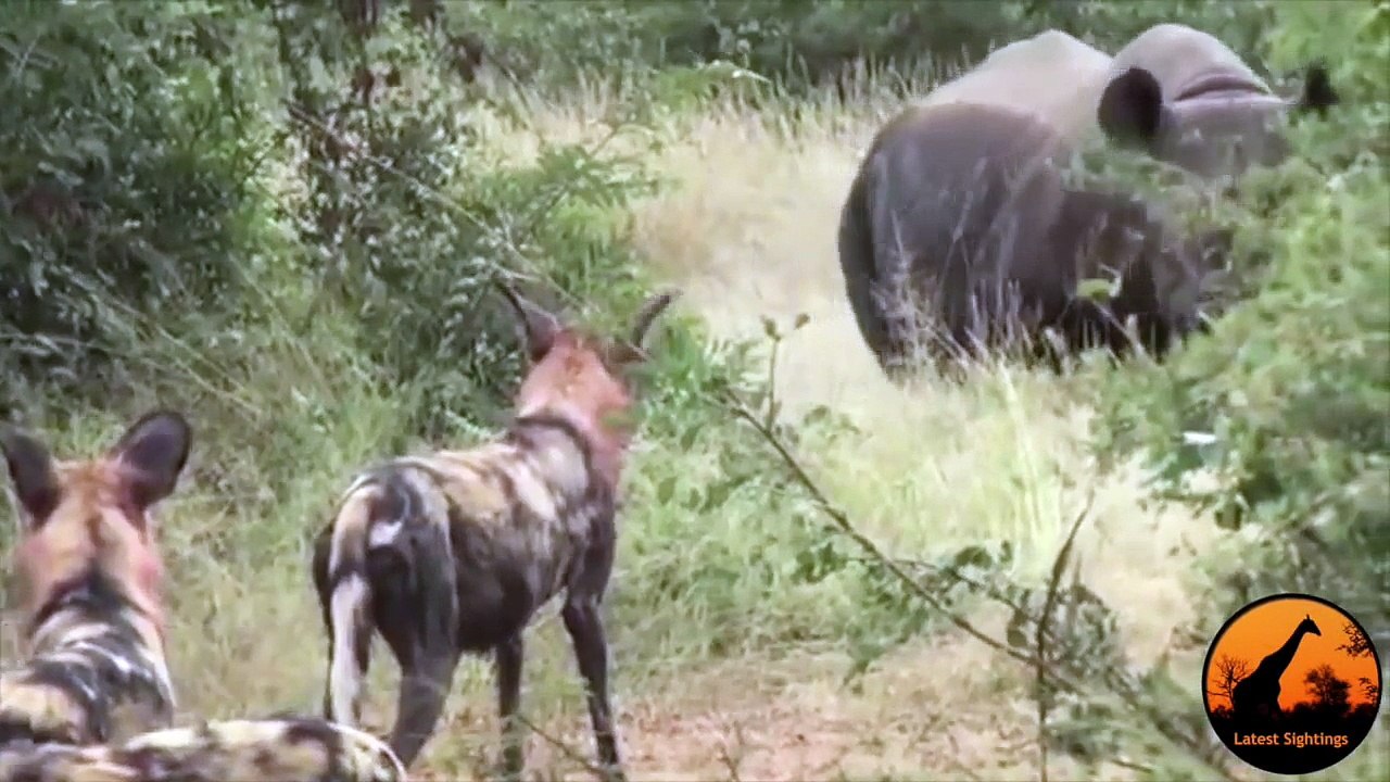 Wild Dogs Versus Black Rhino - Latest Wildlife Sightings - Latest Sightings Pty Ltd