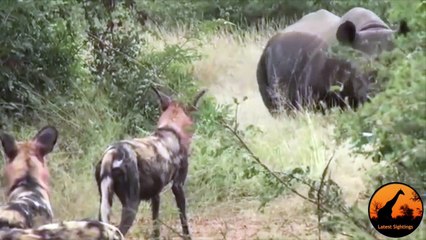 Wild Dogs Versus Black Rhino - Latest Wildlife Sightings - Latest Sightings Pty Ltd