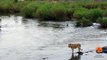 Crocodile Attacks a Male Lion - Latest Wildlife Sightings - Latest Sightings Pty Ltd