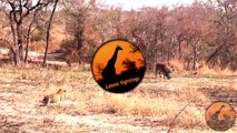 Biggest Leopard Hunt Fail Ever! - Latest Wildlife Sightings - Latest Sightings Pty Ltd