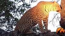 Leopard Calling For Cubs - Latest Wildlife Sightings - Latest Sightings Pty Ltd