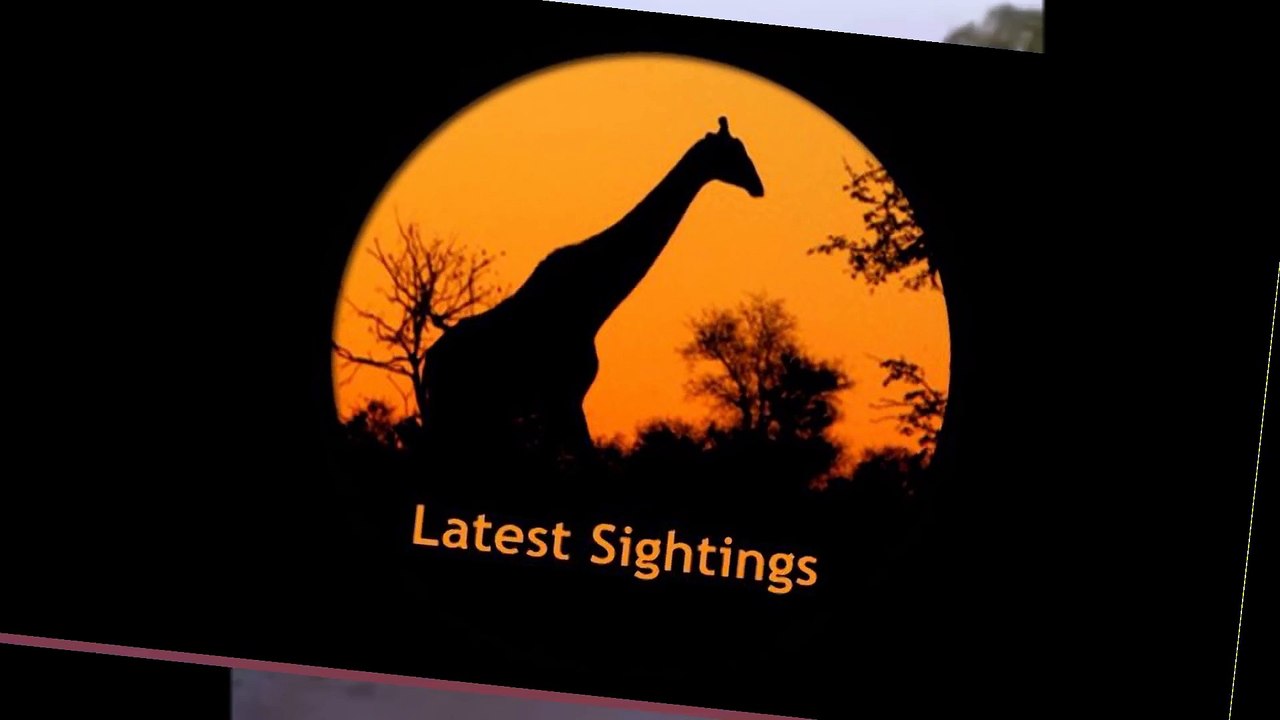 Male Lion Spotted Roaring This Afternoon - Latest Wildlife Sightings - Latest Sightings Pty Ltd