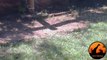 Snake (Female Boomslang) Hunts Chameleon - Latest Wildlife Sightings - Latest Sightings Pty Ltd