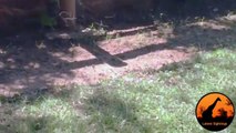 Snake (Female Boomslang) Hunts Chameleon - Latest Wildlife Sightings - Latest Sightings Pty Ltd