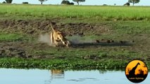 Lion Kills Crocodile and Then Doesn't Want to Share - Latest Wildlife Sightings - Latest Sightings Pty Ltd