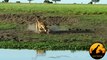 Lion Kills Crocodile and Then Doesn't Want to Share - Latest Wildlife Sightings - Latest Sightings Pty Ltd