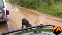 Buffalo Chases A Hunting Lion From Her Newborn Calf - Latest Wildlife Sightings - Latest Sightings Pty Ltd