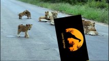 Lion Pride Including Playing Cubs - Seen Today! - Latest Wildlife Sightings - Latest Sightings Pty Ltd