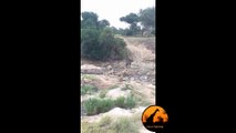 Lion Pride Kill Giraffe in Riverbed - Latest Wildlife Sightings - Latest Sightings Pty Ltd
