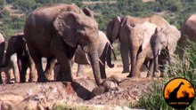 Mother Elephant Rescues Her Calf - Latest Wildlife Sightings - Latest Sightings Pty Ltd