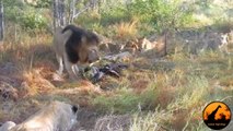 Male Lion Doesn't Wan't to Share His Meal - Latest Wildlife Sightings - Latest Sightings Pty Ltd
