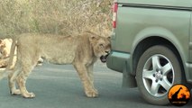 Lion Versus a Car's Bumper - Latest Wildlife Sightings - Latest Sightings Pty Ltd