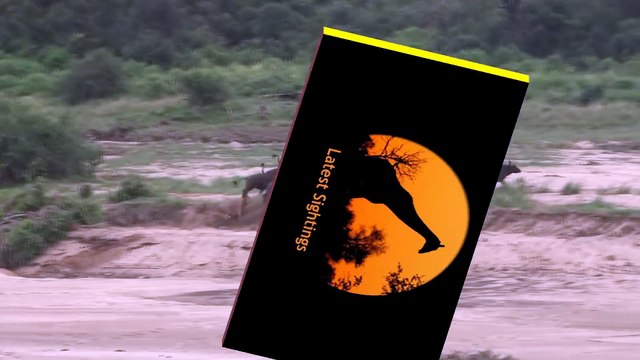 Incredible Attempt By Lions To Hunt A Buffalo - Latest Wildlife Sightings - Latest Sightings Pty Ltd