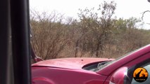 Getting Stuck In front Of A Leopard - Latest Sightings - Latest Sightings Pty Ltd