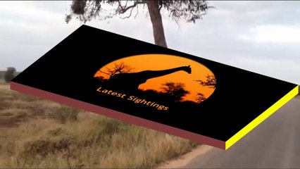 2 Cheetahs Marking Territory - 8 June 2013 - Latest Sightings - Latest Sightings Pty Ltd