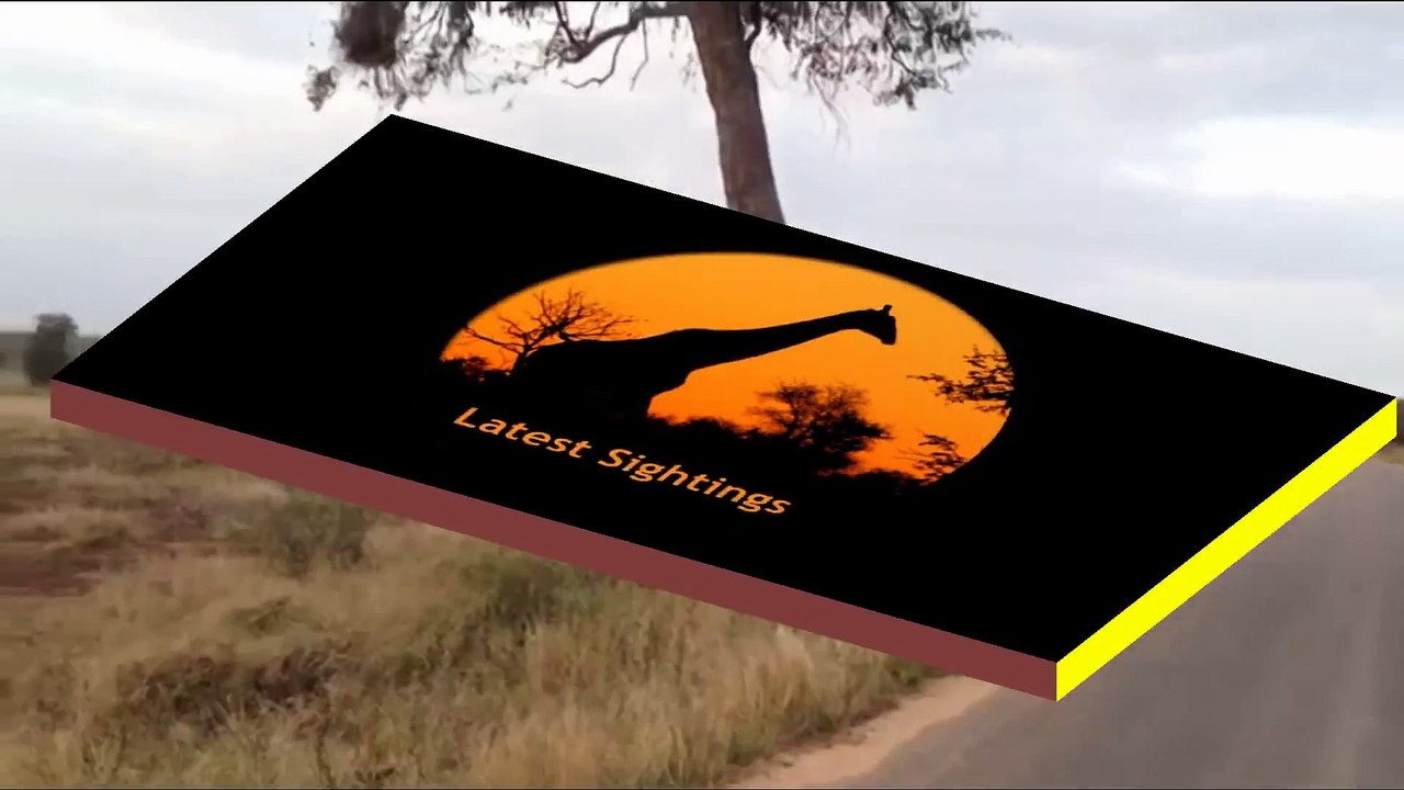 2 Cheetahs Marking Territory - 8 June 2013 - Latest Sightings - Latest Sightings Pty Ltd