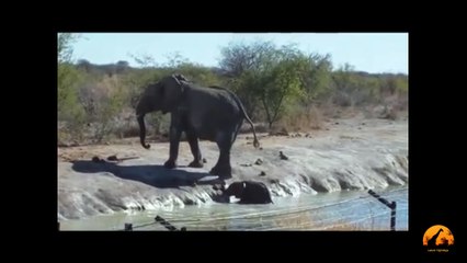 Herd Of Elephants Rescues A Calf - So Beautiful! - Latest Sightings - Latest Sightings Pty Ltd
