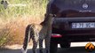 Leopard Likes His Reflection On Car - Latest Sightings - Latest Sightings Pty Ltd