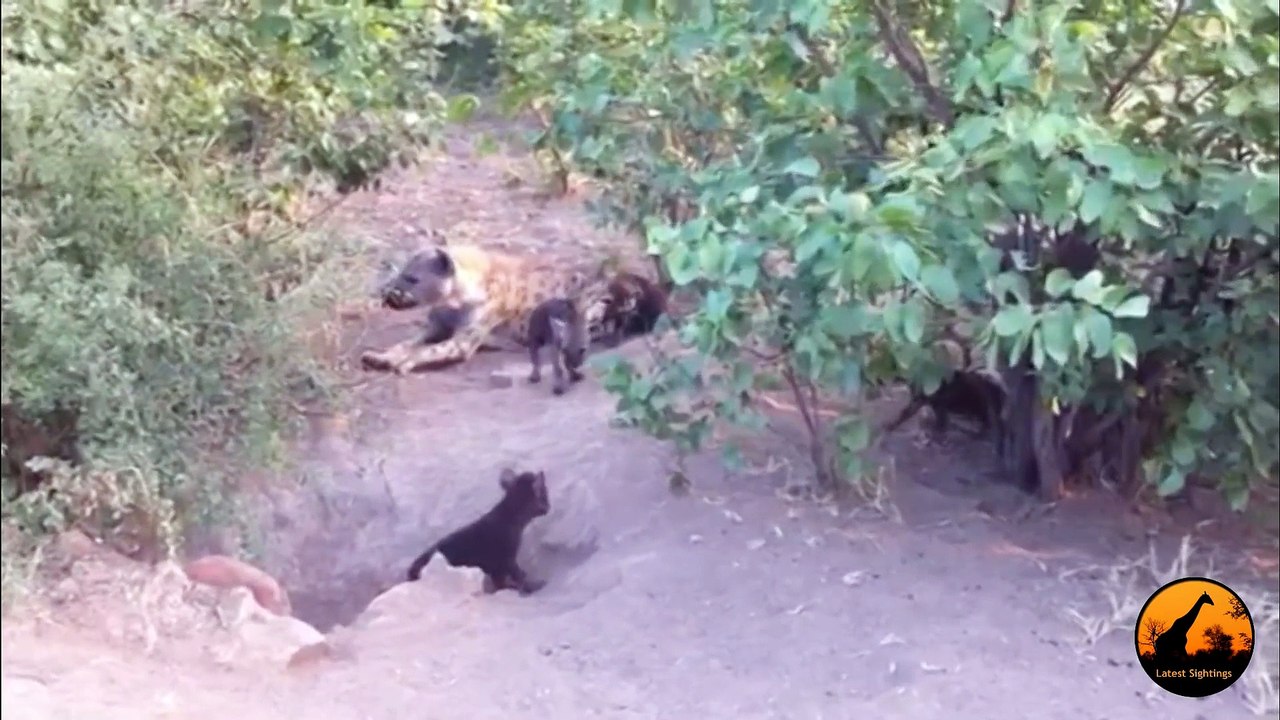 Hyenas and Cubs at Den - 20 March 2013 - Latest Sightings - Latest Sightings Pty Ltd