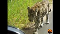 Leopard Doesn't Like His Reflection - Latest Sightings Pty Ltd